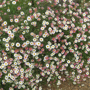 Erigeron karvinskianus