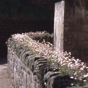 Erigeron karvinskianus