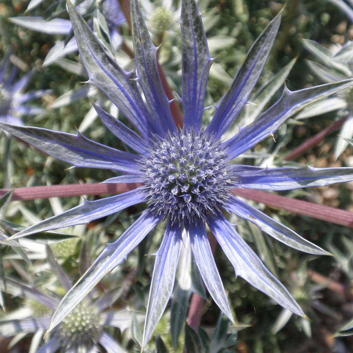 Eryngium ‘Big Blue’
