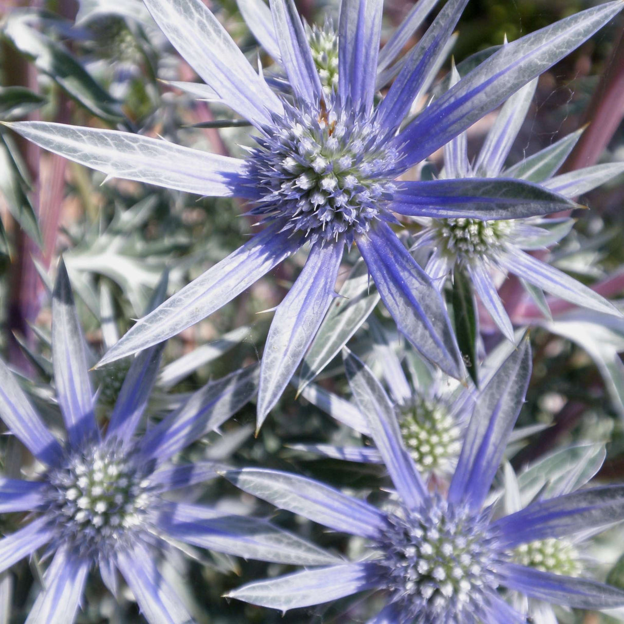 Eryngium ‘Big Blue’