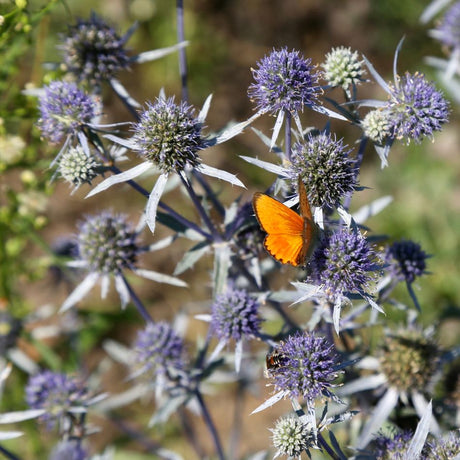 Eryngium planum