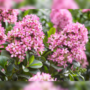 Escallonia laevis ‘Pink Elle’