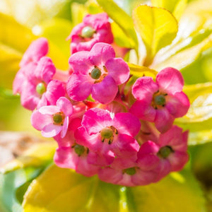 Escallonia laevis ‘Gold Brian’