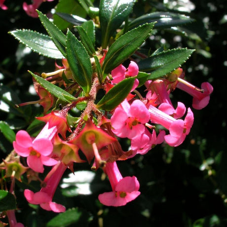 Escallonia rubra var. macrantha