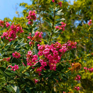 Escallonia rubra var. macrantha