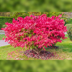 Euonymus alatus ‘Compactus’