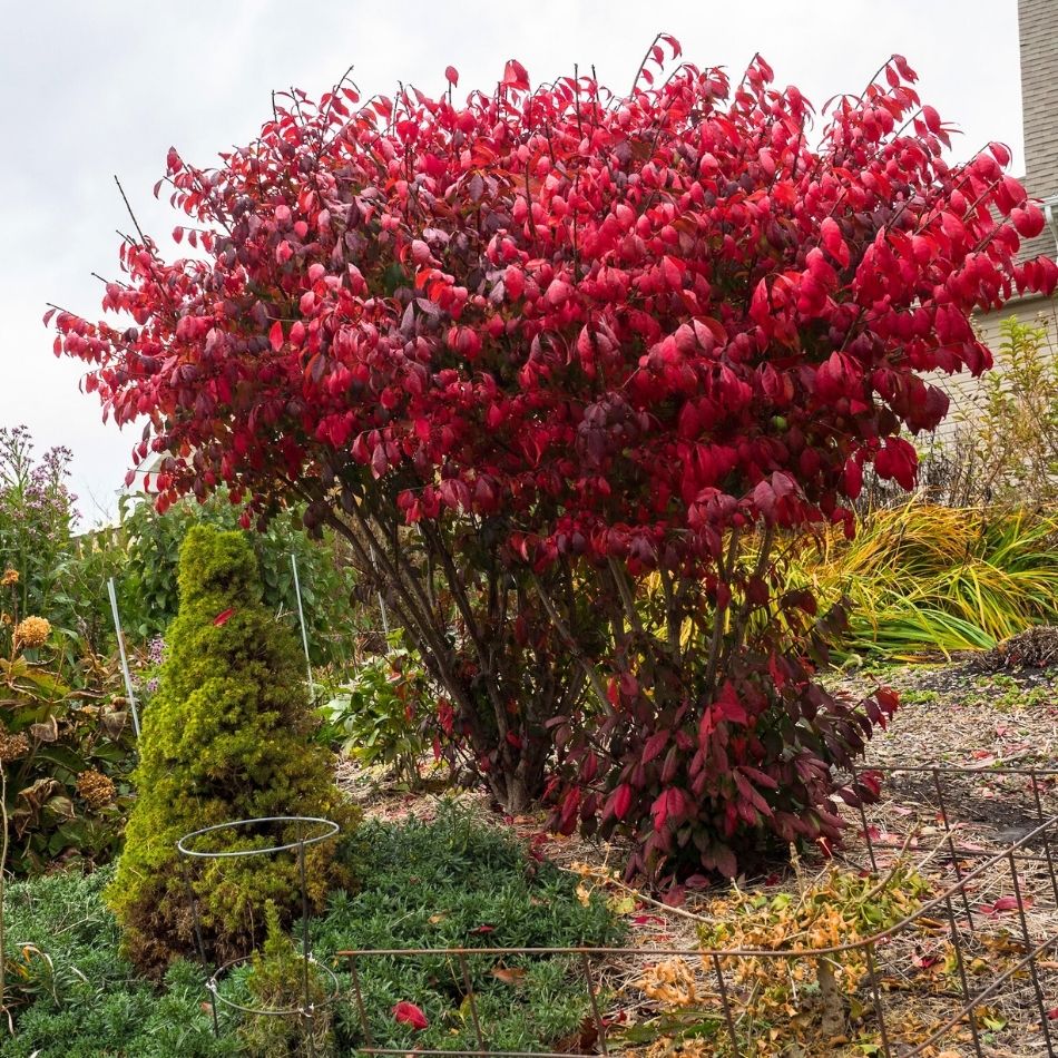 Euonymus alatus ‘Compactus’