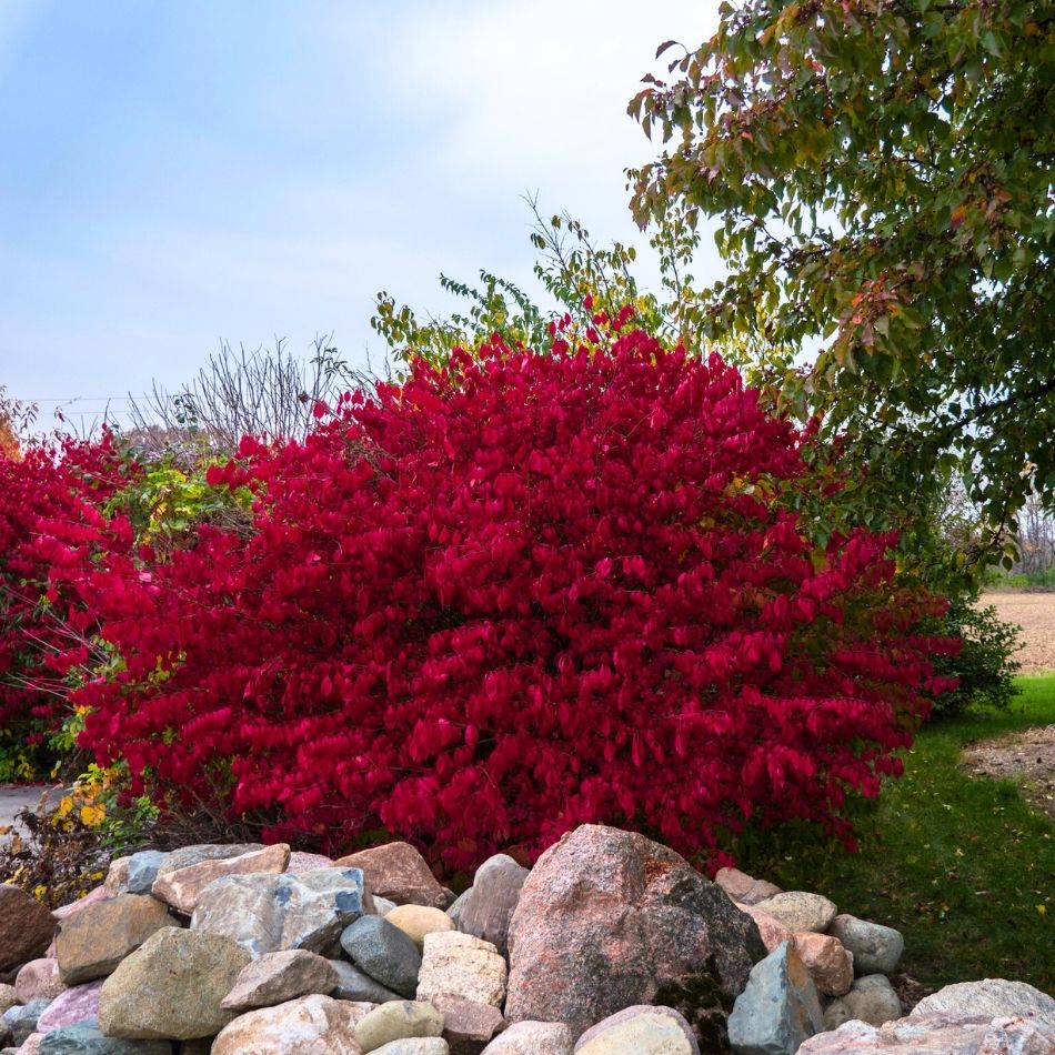 Euonymus alatus ‘Compactus’