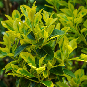 Euonymus japonicus ‘Aureomarginatus’
