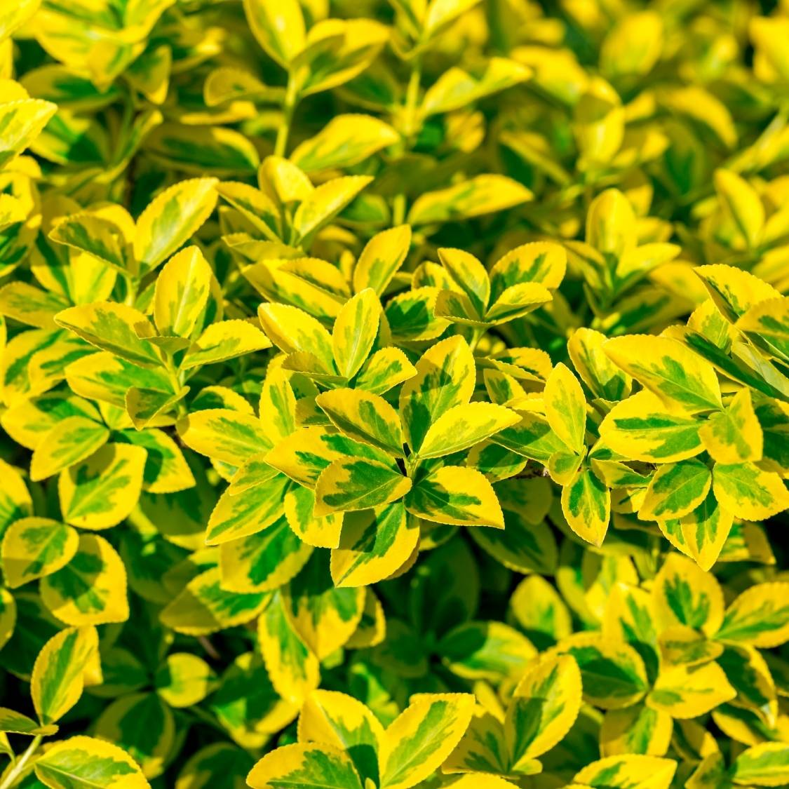 Euonymus fortunei ‘Emerald ’n’ Gold’