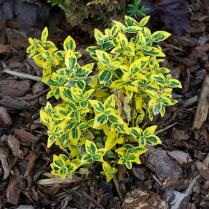 Euonymus fortunei ‘Emerald ’n’ Gold’