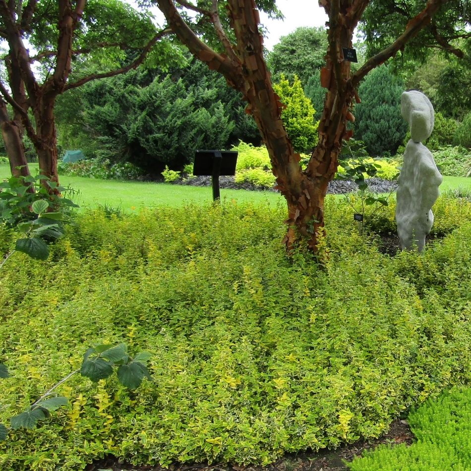 Euonymus fortunei ‘Emerald ’n’ Gold’