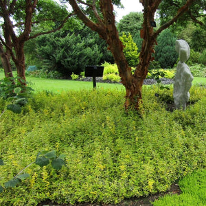 Euonymus fortunei ‘Emerald ’n’ Gold’