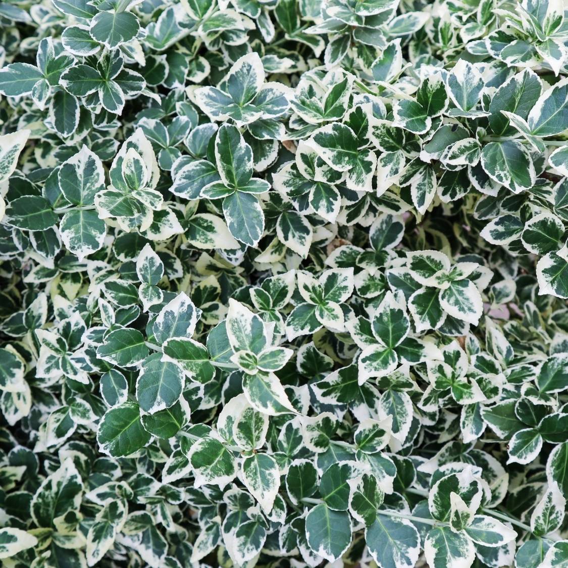 Euonymus fortunei ‘Emerald Gaiety’