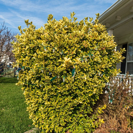 Euonymus japonicus ‘Aureomarginatus’