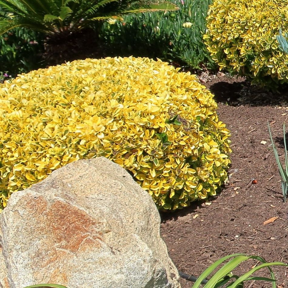 Euonymus japonicus ‘Aureomarginatus’