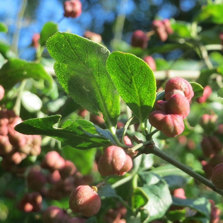 Euonymus europaeus