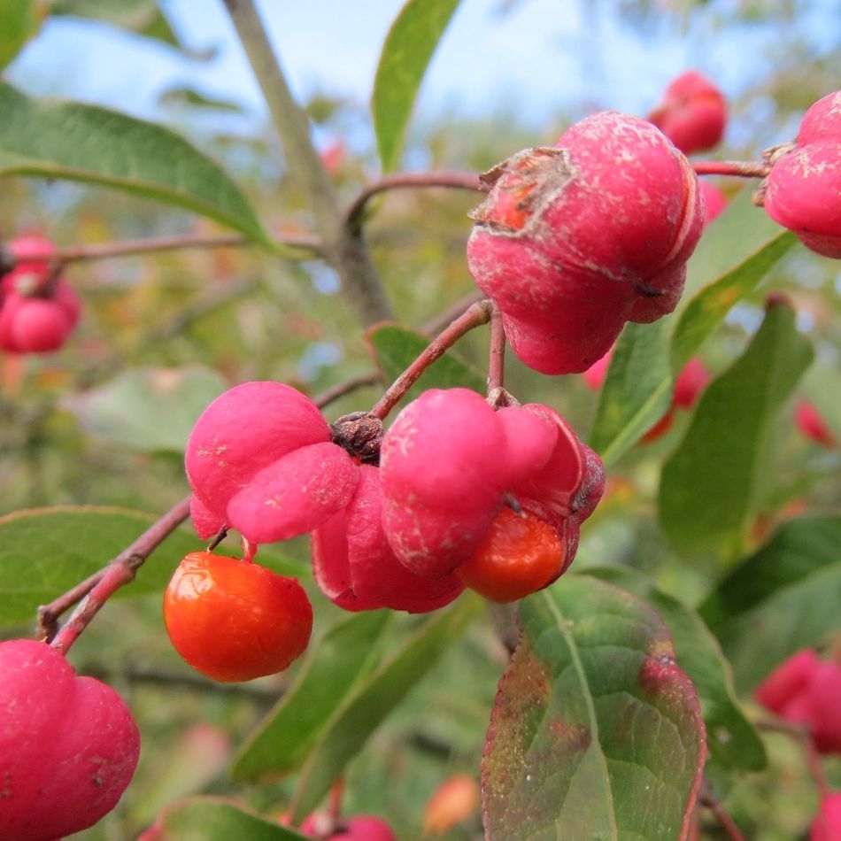 Euonymus europaeus