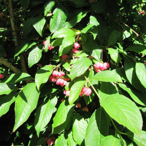 Euonymus europaeus