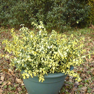 Euonymus fortunei ‘Blondy’
