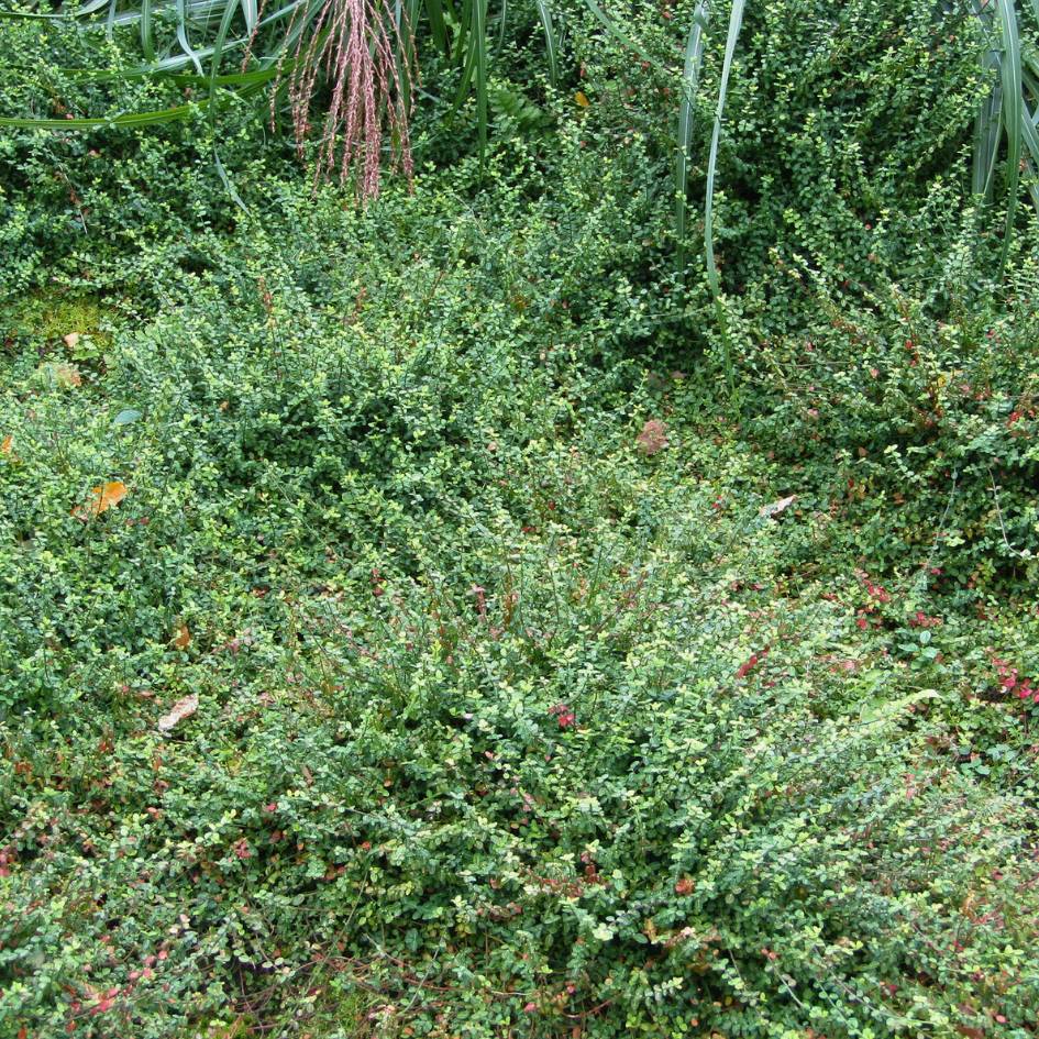 Euonymus fortunei ‘Minimus’