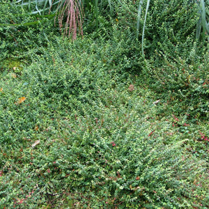Euonymus fortunei ‘Minimus’