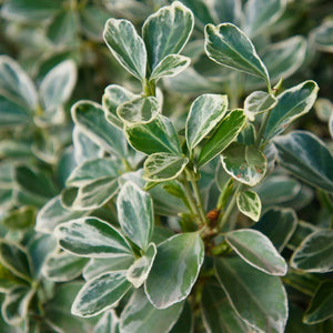 Euonymus fortunei ‘Silver Queen’