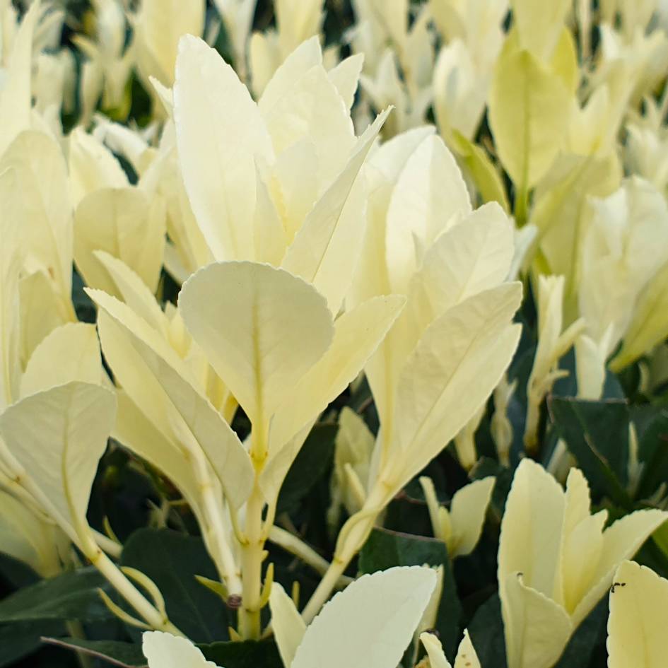 Euonymus japonicus ‘Himalaya’