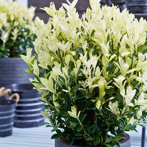 Euonymus japonicus ‘Himalaya’