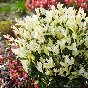 Euonymus japonicus ‘Himalaya’