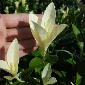 Euonymus japonicus ‘Himalaya’