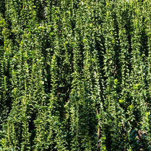 Euonymus japonicus ‘Benkomasaki’