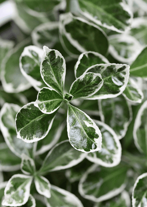 Euonymus japonicus ‘Kathy’