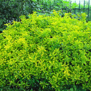 Euonymus japonicus ‘Ovatus Aureus’