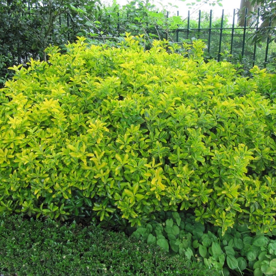 Euonymus japonicus ‘Ovatus Aureus’