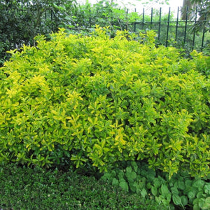 Euonymus japonicus ‘Ovatus Aureus’