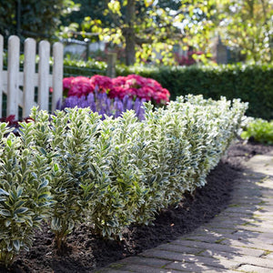 Euonymus japonicus ‘White Spire’