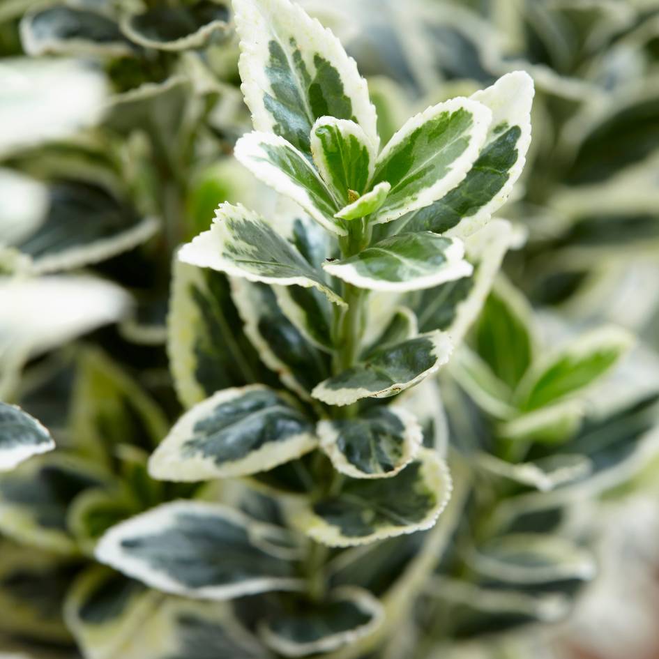 Euonymus japonicus ‘White Spire’