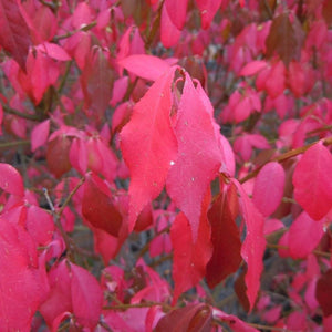 Euonymus alatus