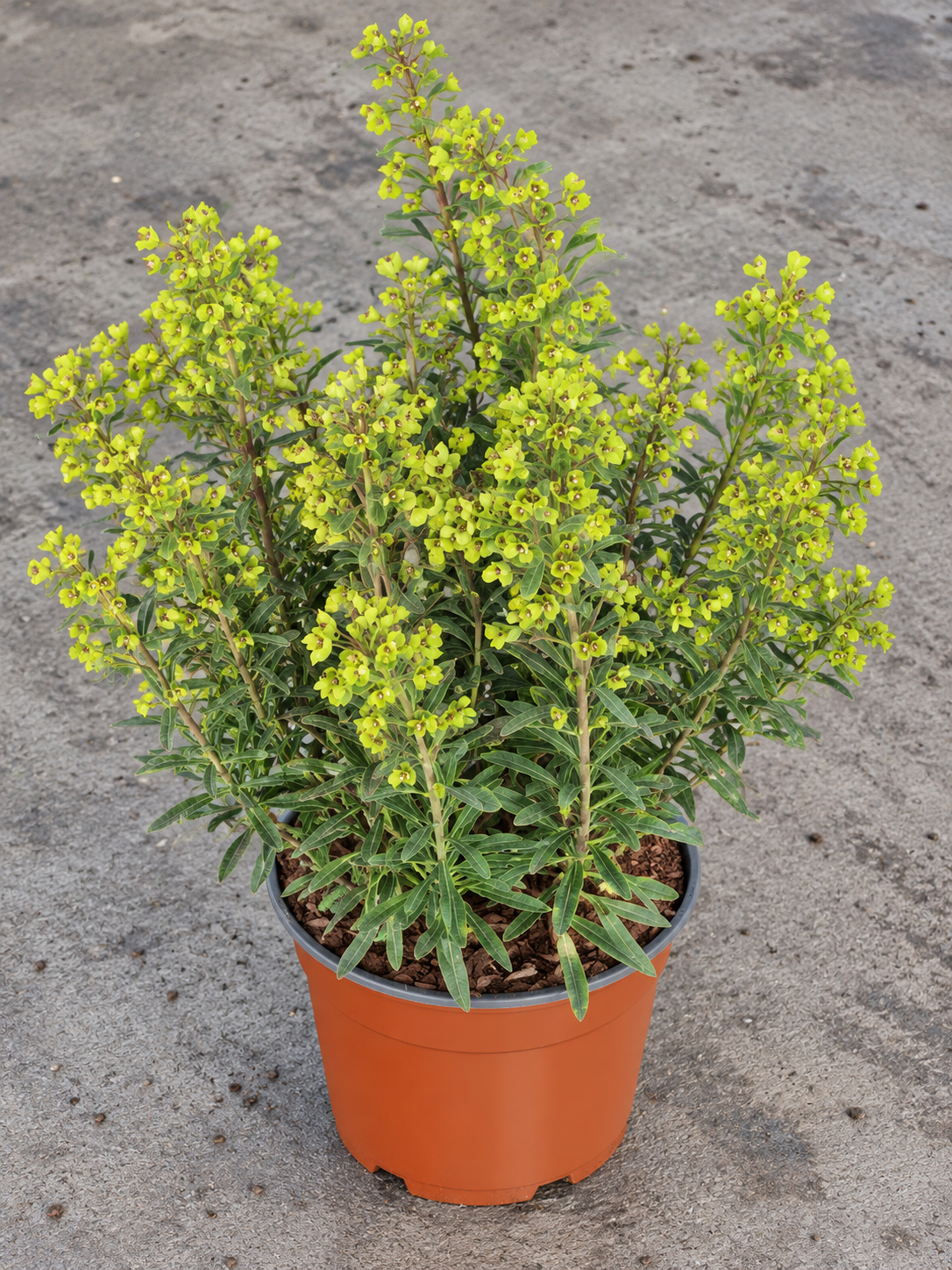 Euphorbia × martini ‘Ascot Rainbow’