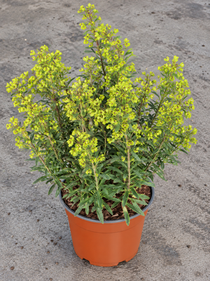 Euphorbia × martini ‘Ascot Rainbow’