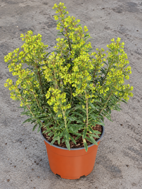 Euphorbia × martini ‘Ascot Rainbow’