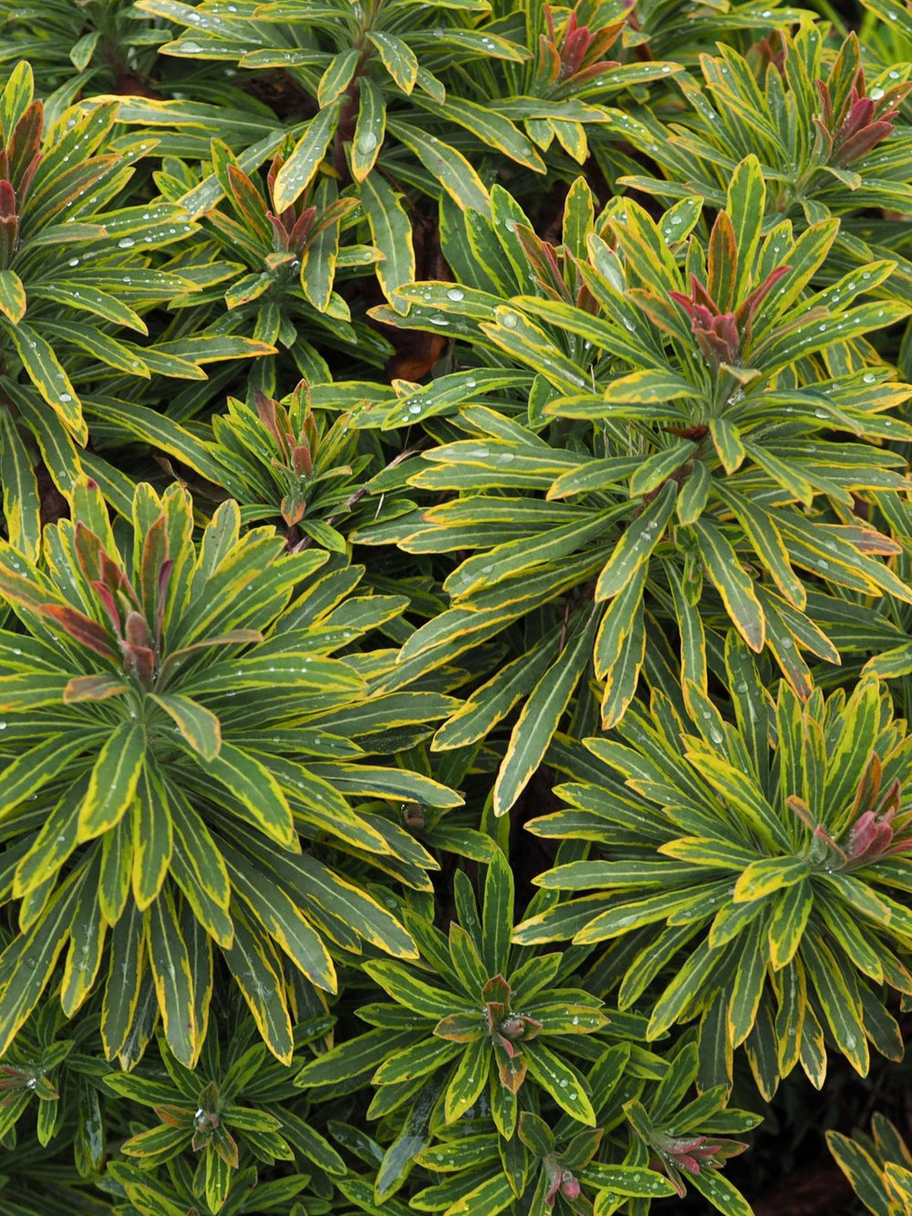 Euphorbia × martini ‘Ascot Rainbow’