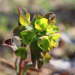 Euphorbia amygdaloides ‘Purpurea’