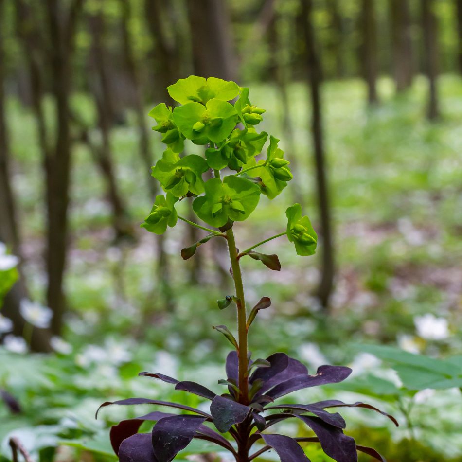 Euphorbia amygdaloides ‘Purpurea’