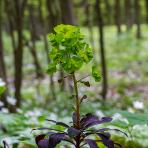 Euphorbia amygdaloides ‘Purpurea’