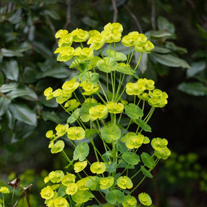 Euphorbia robbiae