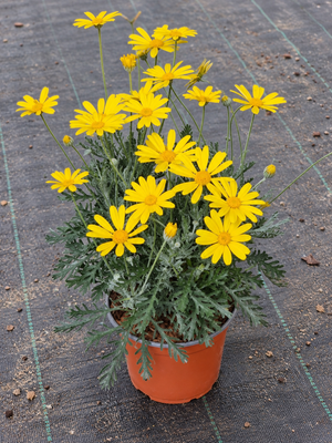 Euryops pectinatus
