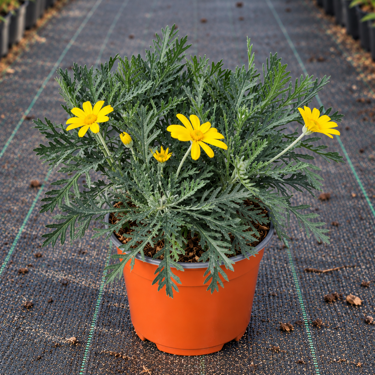 Euryops pectinatus