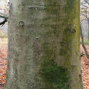 Fagus sylvatica